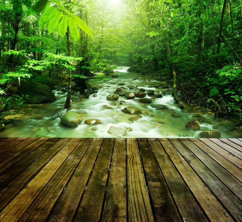 tropical forest and stream wakes the sense and provides calm